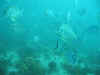 872-7300_IMG.JPG (83942 bytes)